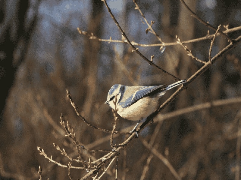 试管移植要住院试管13周胎盘上海杨浦针灸试管